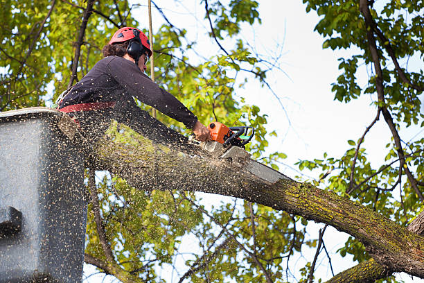 Best Tree Stump Removal  in Pompton Lakes, NJ